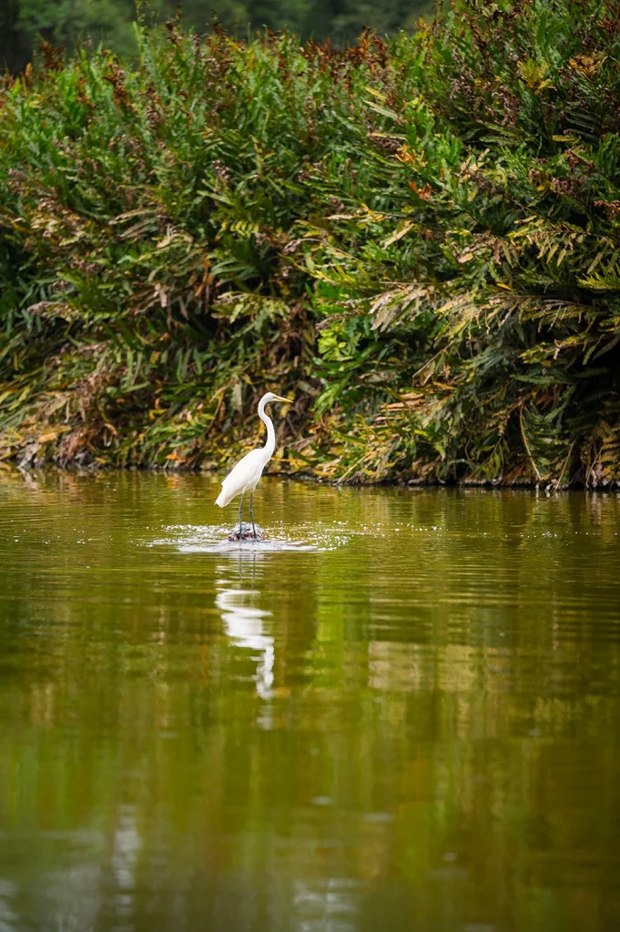 Birds at Haller Park