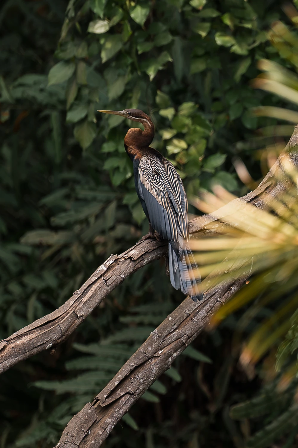 Bird Watching Haller Park
