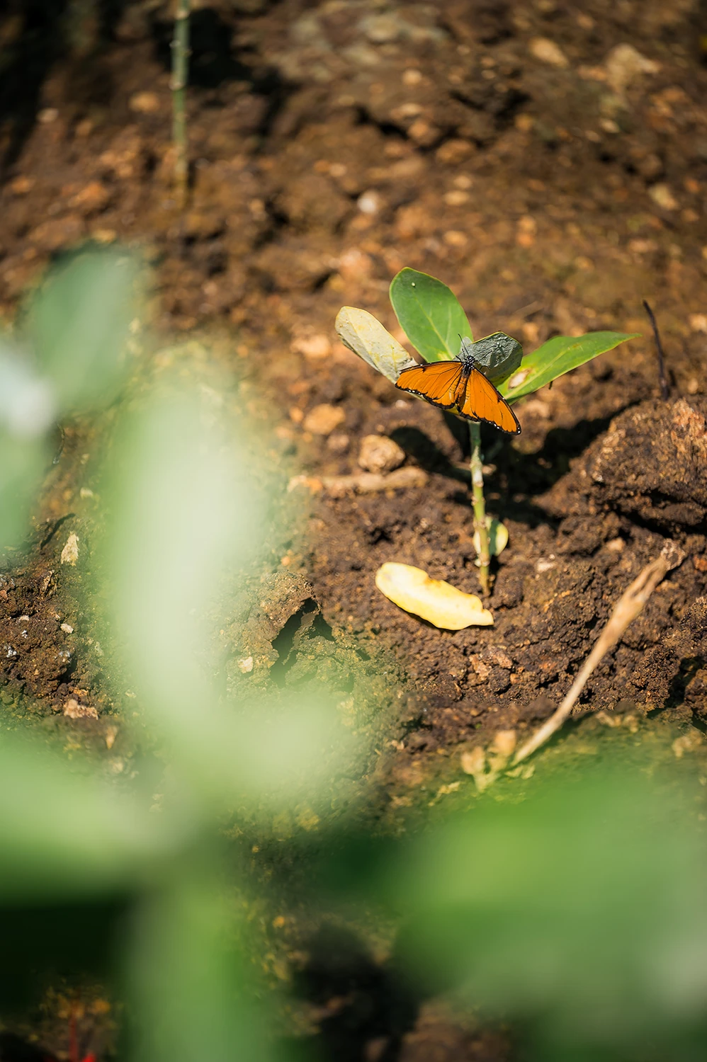 Butterfly Haller Park