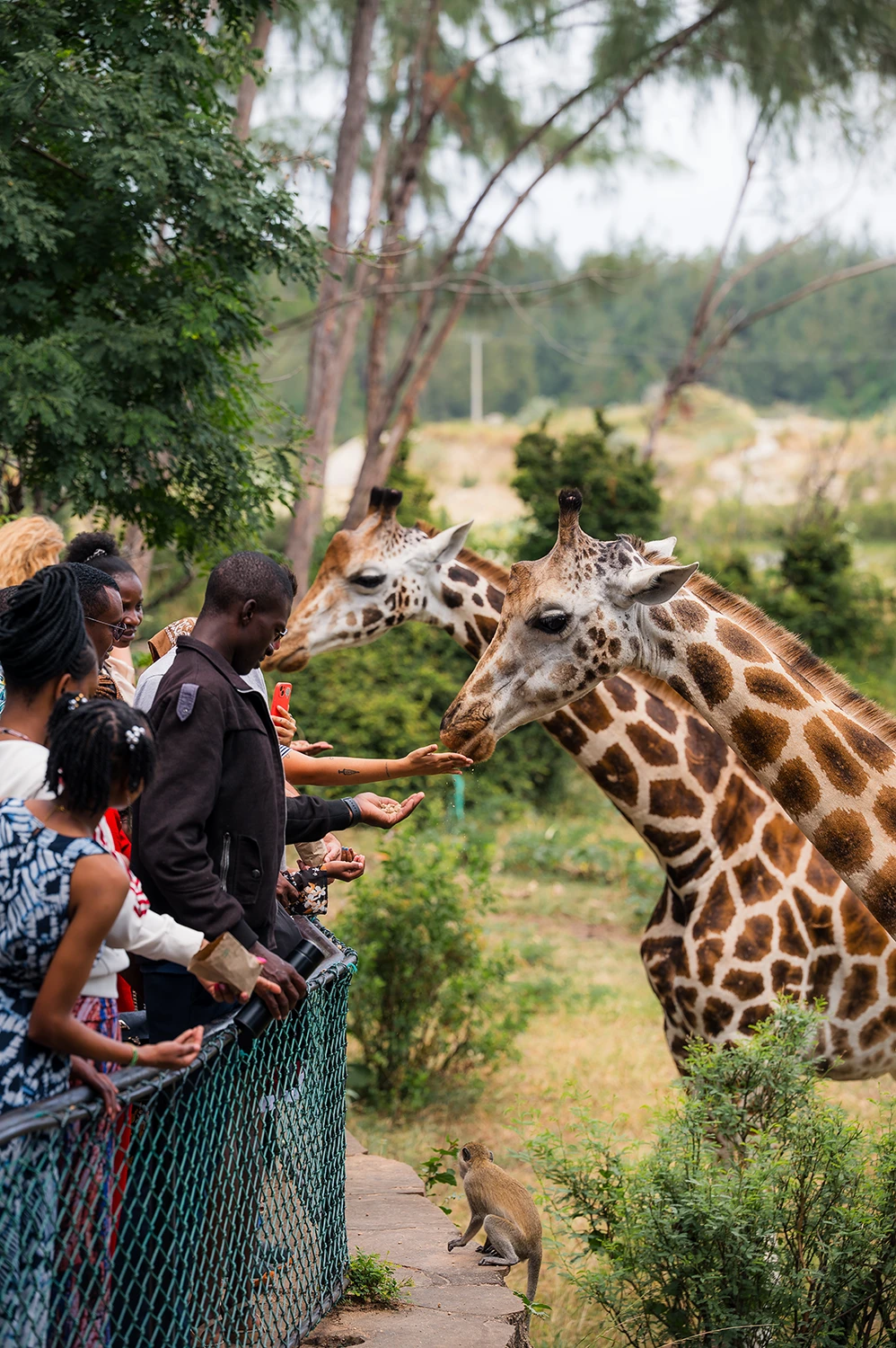 Giraffe Feeding at Haller Park