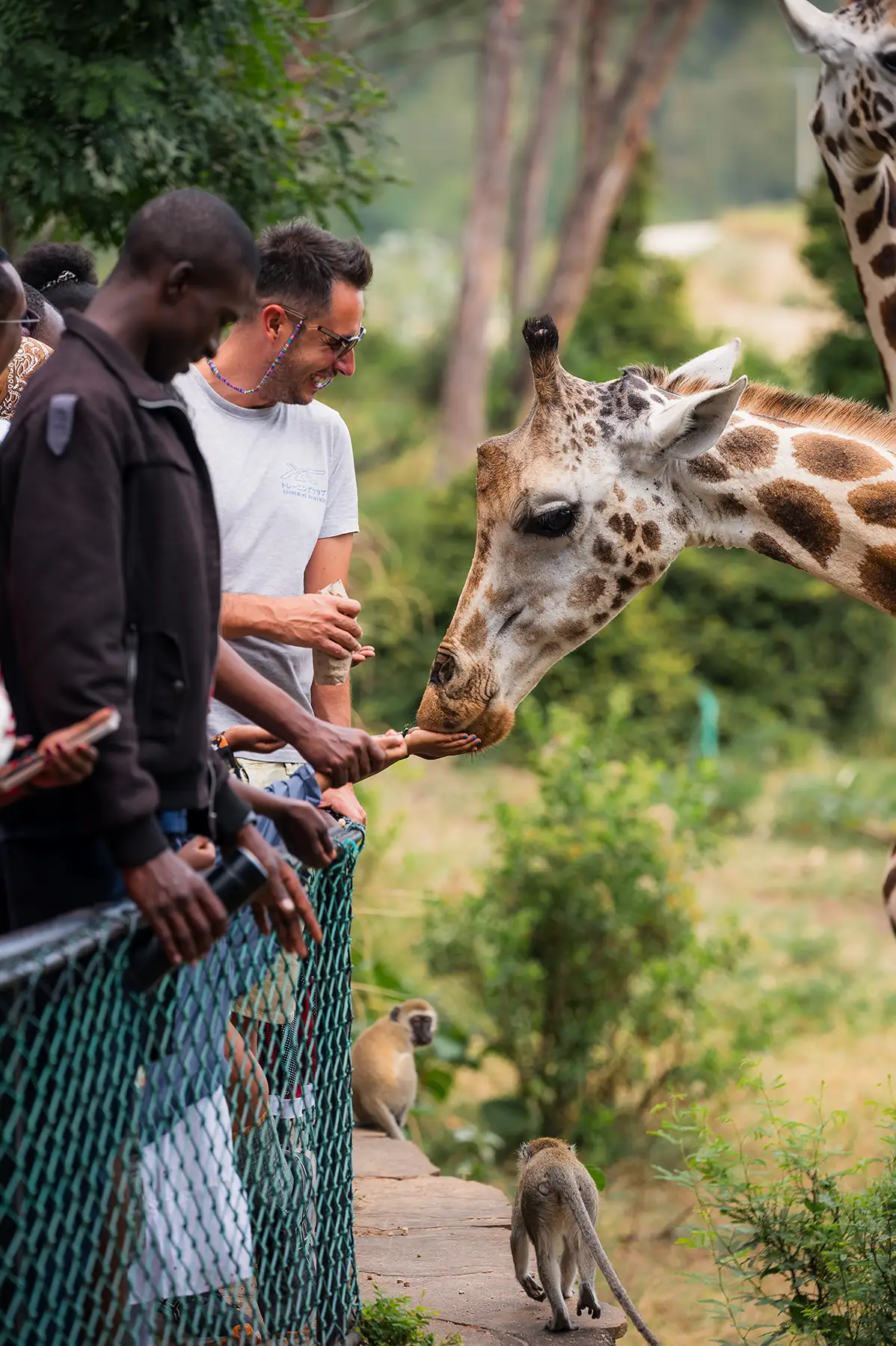 Visitors Feeding Giraffe at Haller Park